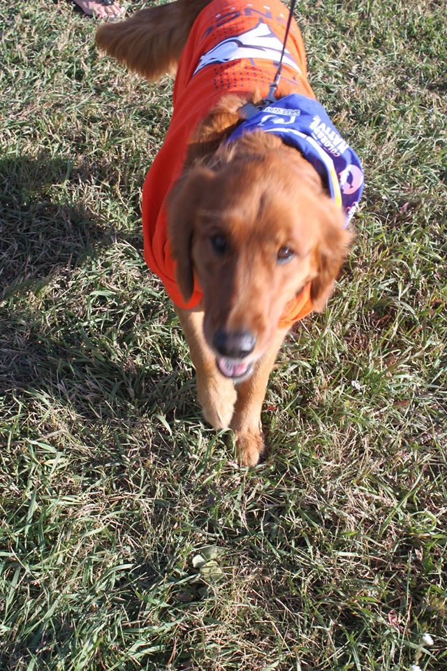 A dog in a Broncos jersey at the .5K